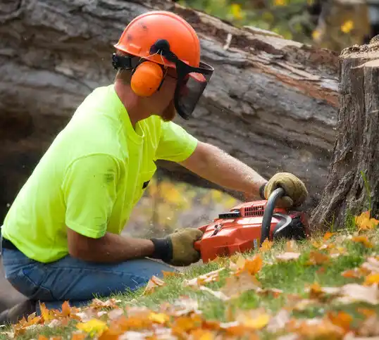 tree services Fanwood